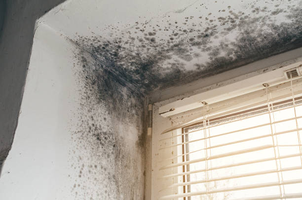 Affordable Mold Remediation solutions in Rich Square, NC