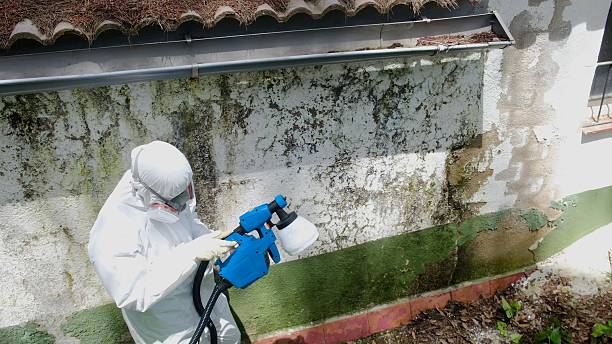 Top rated local Mold Remediation specialists in Rich Square, NC